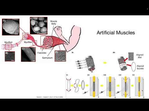 [Synthesis of Polymeric Materials][Spring 2025]_007_Bio-inspired polymer actuators