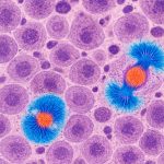 Karyokinetic Histopathology Imaging 2025–2029: Breakthroughs Set to Reshape Cancer Diagnostics